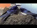 First Glimpses of Barn Swallows Hatching Discover Wildlife Robert E Fuller