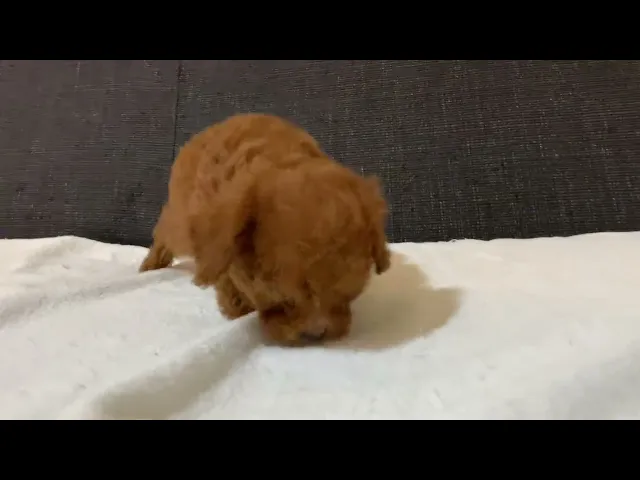 動画