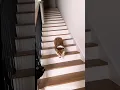 Download Lagu Funny dogs have their own way going down stairs 😂😂😂#funnydog #funnyanimals #dog