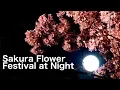Lagu Hanami, Japanese Sakura Flower Festival at Night