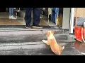 A 2-month-old stray Corgi just wanted to find shelter from the rain but the shop owner kicked it out