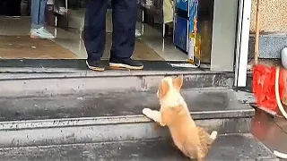 A 2-month-old stray Corgi just wanted to find shelter from the rain but the shop owner kicked it out