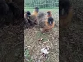 Partridge Silkies