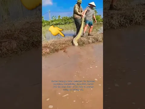 Water Encounter: Pulling a Massive Snake from the River 🐍🌊