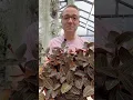 Download Lagu Jewel orchids (Ludisia discolor) make for a great addition to your orchid collection!
