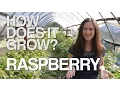 RASPBERRY How Does it Grow