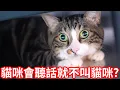 Download Lagu 貓咪日常#11 換貓咪來賺點擊率了，但它會聽話就不叫貓了！