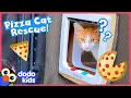 Let s Rescue These Pizza Cats And Build Them A Catio Dodo Kids Rescued
