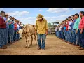 Lagu Riram quando ele levou a vaca mais MAGRA do leilão… mas ela escondia algo inacreditável...