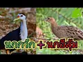 Download Lagu เสียง​นกกวัก+นกอีลุ้ม  #เสียง​นกกลางคืน
