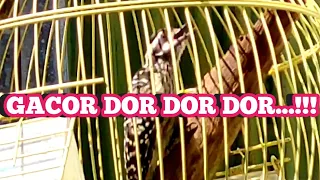 pelatuk beras gacor pelatuk sampit gacor