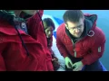 dolphin endoscopy VESK Flip
