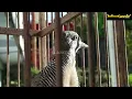 Download Lagu Inilah Burung Perkutut Katuranggan TUNJUNG BIRU, PANCORAN MAS, SATRIO PEMANAH Jadi Satu...🙄