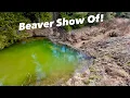 After Dam Collapse Finally - BEAVER!