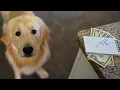 How Much to Tip a Dog Sitter