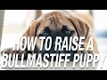HOW TO RAISE A BULLMASTIFF PUPPY