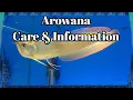 Download Lagu Arowana Care and Information