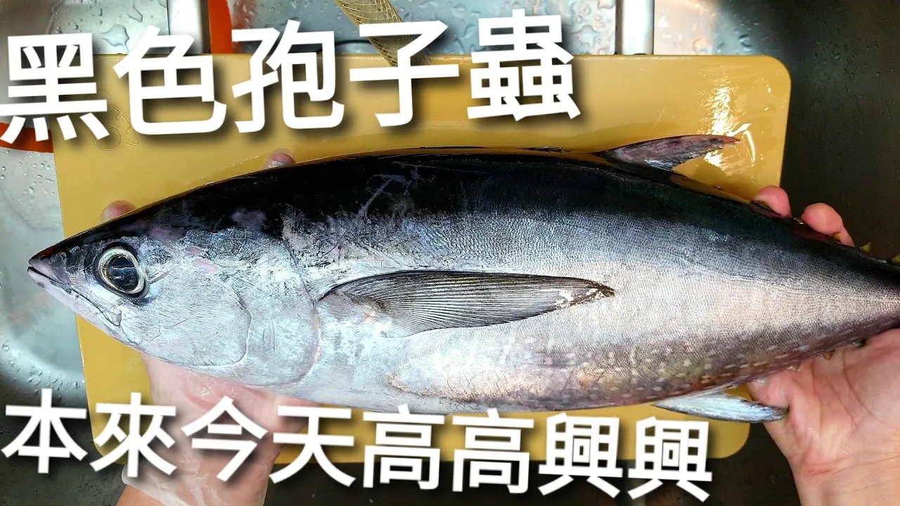 長腰鮪內的黑色孢子蟲，本來在漁場搶到鮪魚很高興…，熟成前要充分檢查以免做白工。