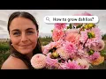 How to Grow Dahlias for Cut Flowers Full Guide