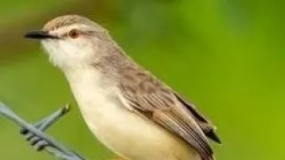 suara pikat ciblek tebu vs ciblek sawah