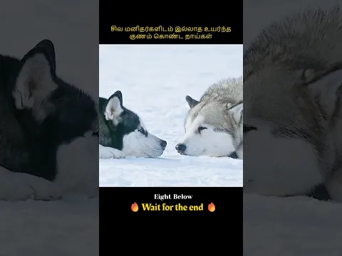 Dogs with superior qualities that some humans lack | மனிதர்களிடம் இல்லாத உயர்ந்த குணம் கொண்ட நாய்கள்
