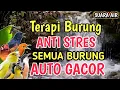 Lagu SANGAT AMPUH‼️ Suara Air yang Bikin Semua Burung Rajin Bunyi dan Kembali Gacor