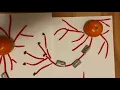 Candy Neuron Project - Jiwon