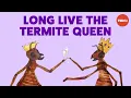 Coneheads egg stacks and anteater attacks The reign of a termite queen - Barbara L Thorne
