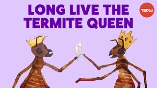 Download Coneheads, egg stacks and anteater attacks: The reign of a termite queen - Barbara L. Thorne MP3