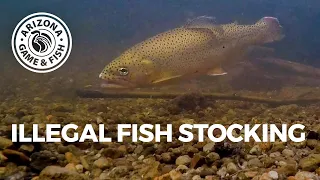 ILLEGAL FISH STOCKING