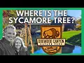 Unmasking Dogwood Canyon The Sycamore Tree Mystery