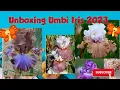 Download Lagu Unboxing Umbi iris 2023