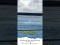 Download Lagu Mengapa kapal yang menyebrang dari banyuwangi ke bali atau sebaliknya tidak langsung jalur lurus ?