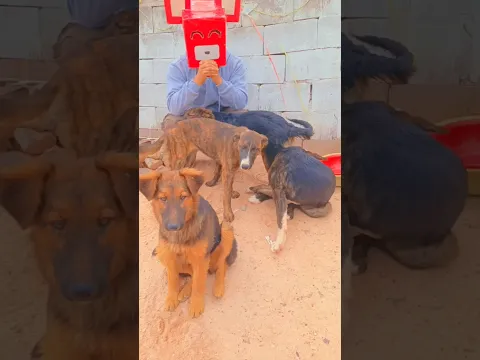 Ayudando a perritos abandonados en Perú 🐶🇵🇪 #shorts