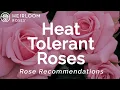 Heat Tolerant Roses Rose Recommendations