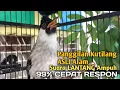 Download Lagu Suara Burung Kutilang Gacor ASLI Tanpa isian, Ampuh untuk Pikat Kutilang bikin kutilang Ribut gacor