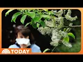Early Start to Allergy Season How to Relieve Symptoms Effectively