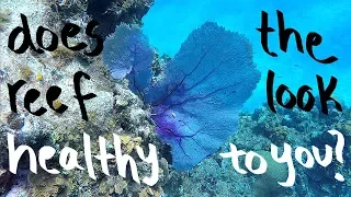 Chasing Fish and Coral