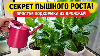 Всего 1 ложка этой подкормки — и КОМНАТНЫЕ ЦВЕТЫ растут как сумасшедшие