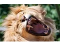 Download Lagu Samson, Delilah, and the King of the Jungle - Robert Sepehr