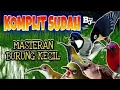 Download Lagu Masteran Semua Burung Kecil Paling Ampuh #MASTERAN