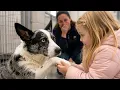 A Girl Who Couldn t Speak Looked at This Adopted Dog What Happened Next Left Everyone Speechless