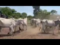 Lagu Vacas Paridas a venda 