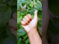 Download Lagu I fell in love with this green grasshopper, cute and adorable insect