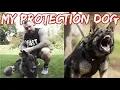 My New Protection Dog WOLF