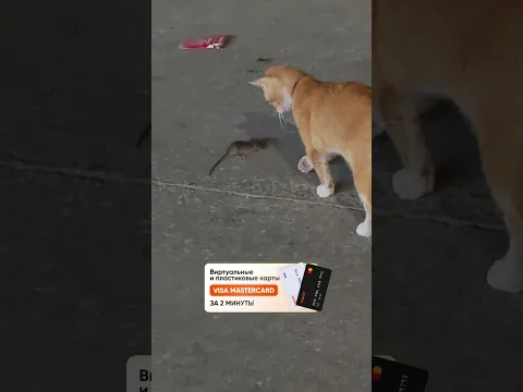 Хитрый ход от мышки