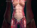 Female Body Anatomy | Surprisingly ♀️😍