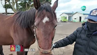 Солонгосын морин тойруулгын уралдаанд 4 удаа түрүүлж, 6 удаа аман хүзүүдсэн Thoroughbred азарга.