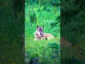Download Lagu jangar ka ander fox #shortsvideo #indiansafari #safarijourney