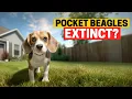 Why did Pocket Beagles Went Extinct